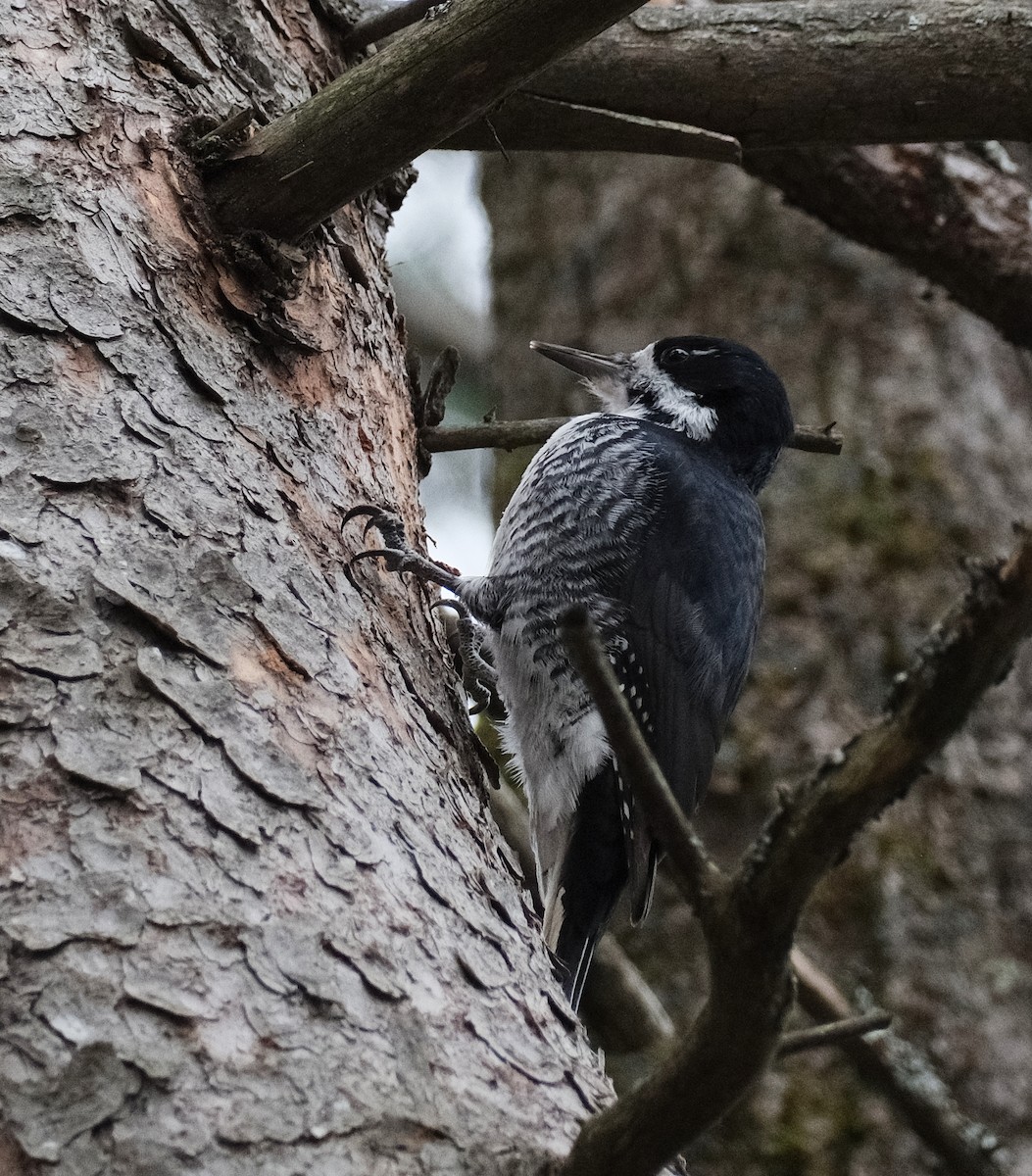 Black-backed Woodpecker - ML644096113