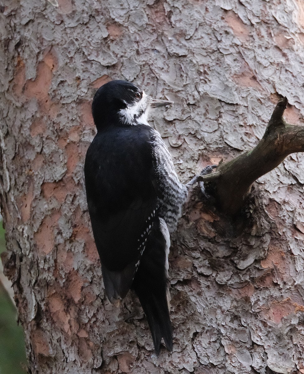 Black-backed Woodpecker - ML644096114