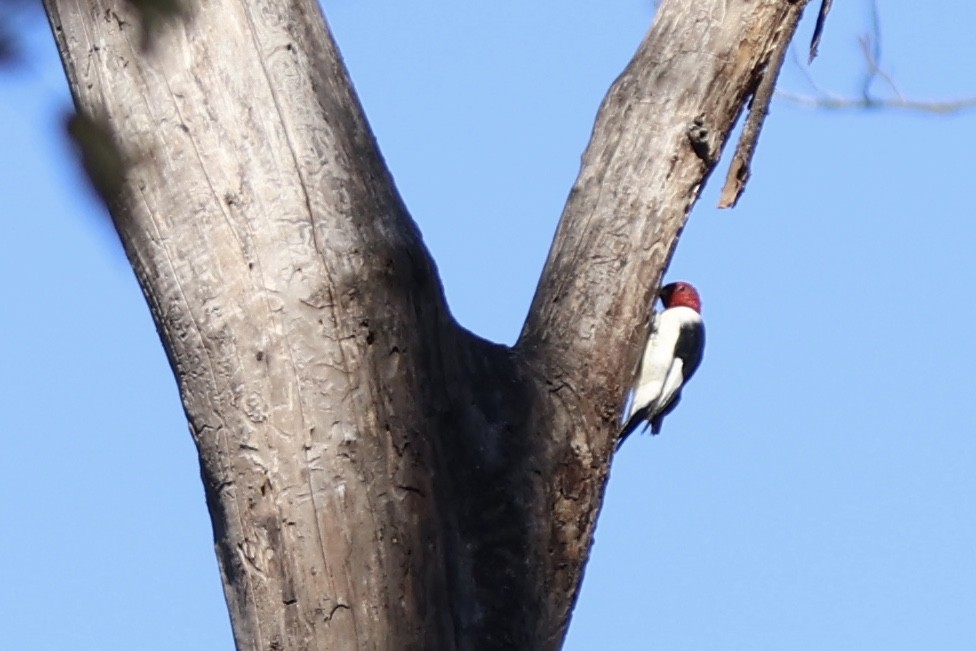 Red-headed Woodpecker - ML644096141