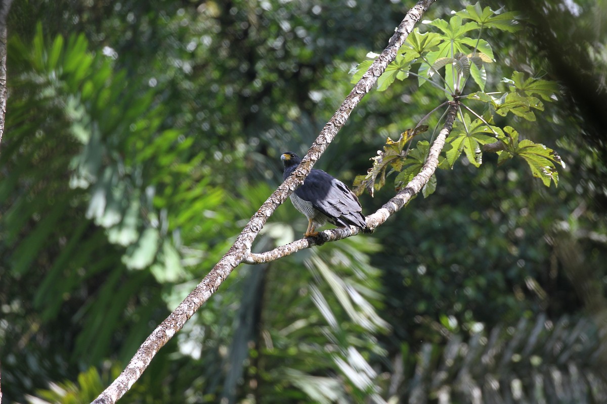Barred Hawk - ML644096155