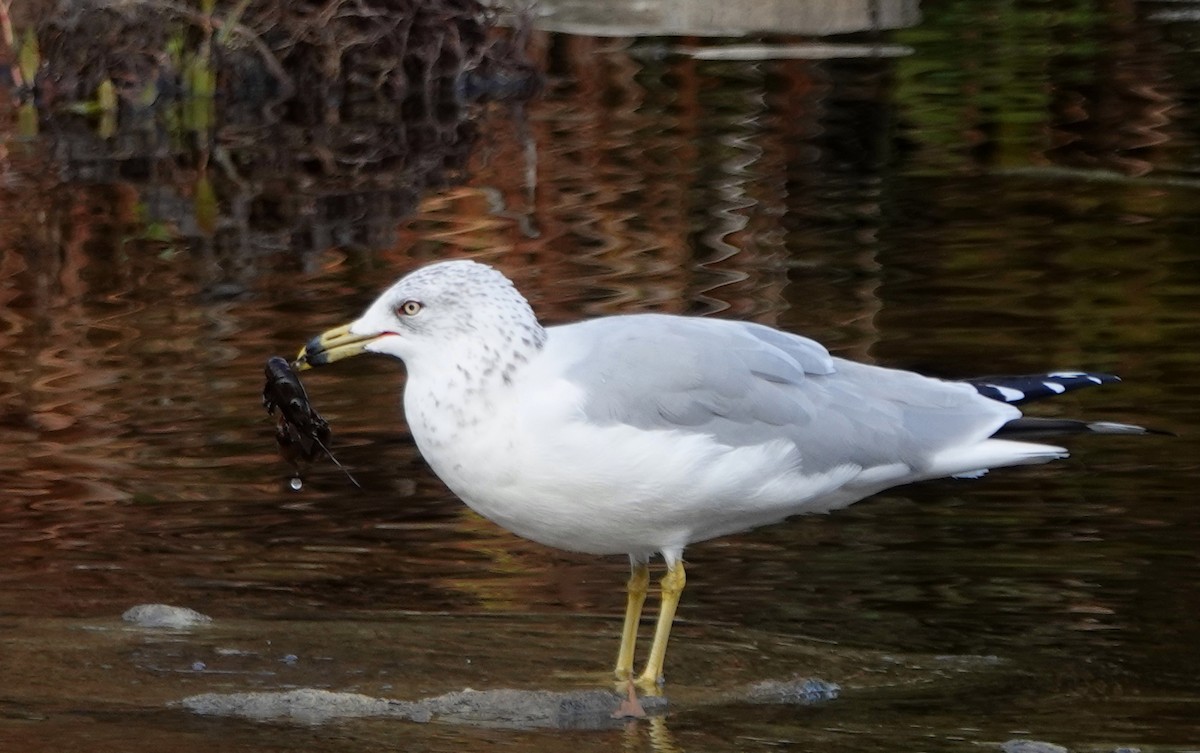 Ring-billed Gull - ML644096172