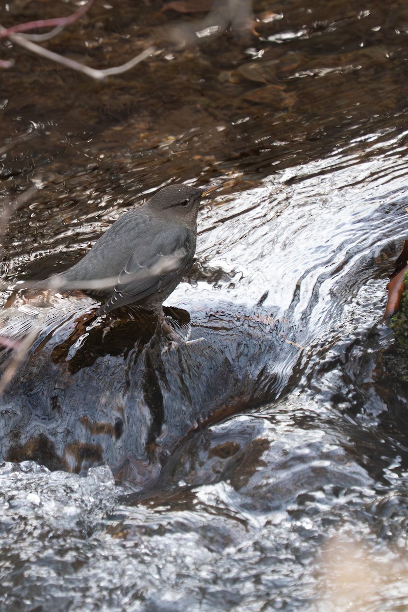 American Dipper - ML644096196
