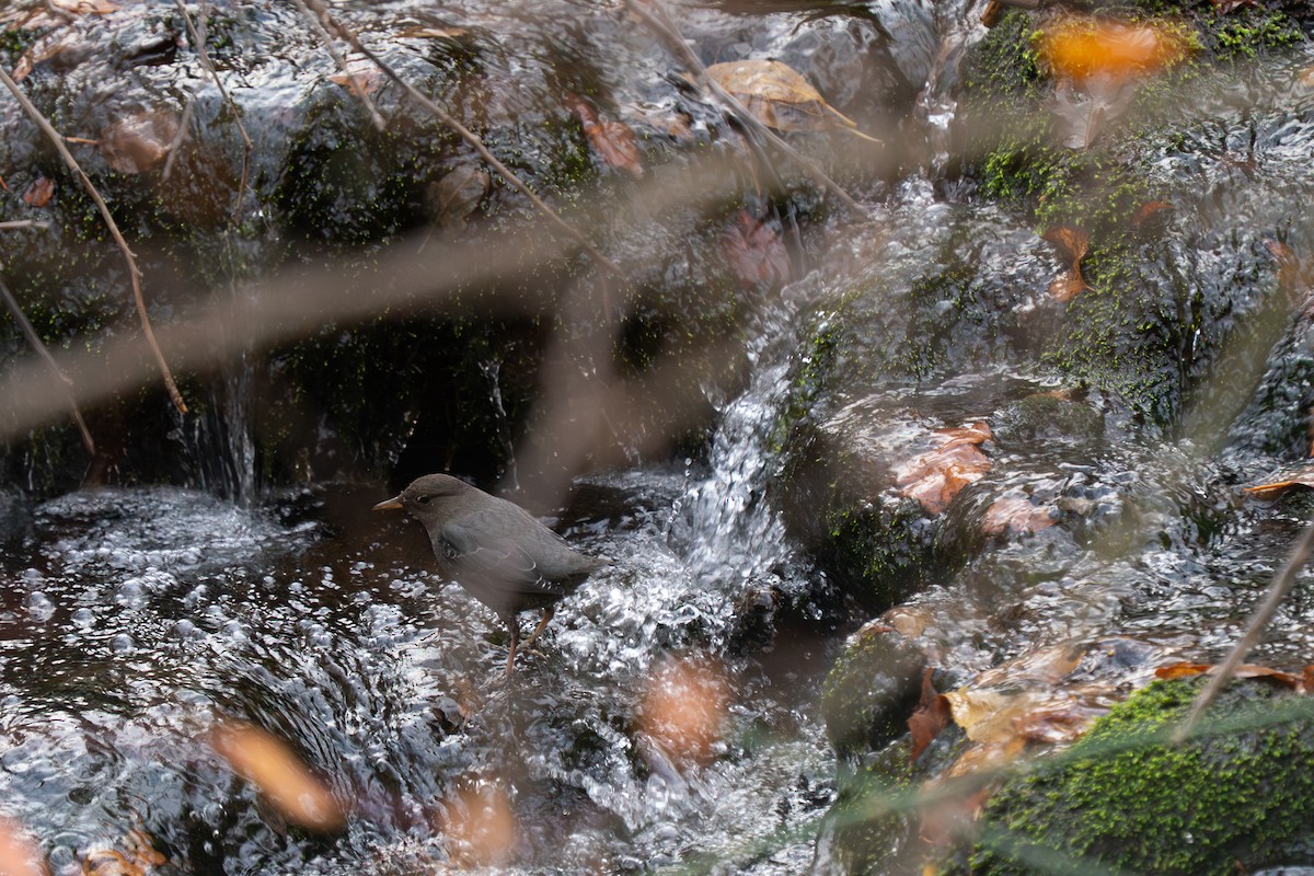 American Dipper - ML644096197