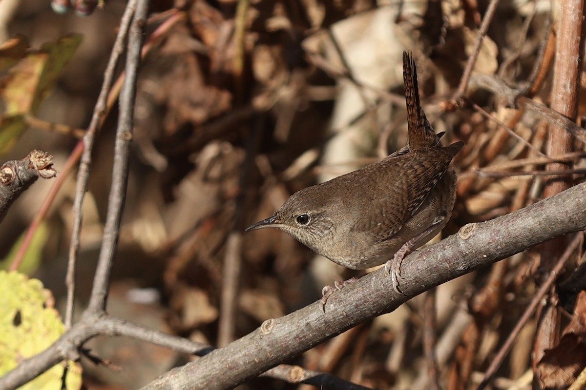 Northern House Wren - ML644096210