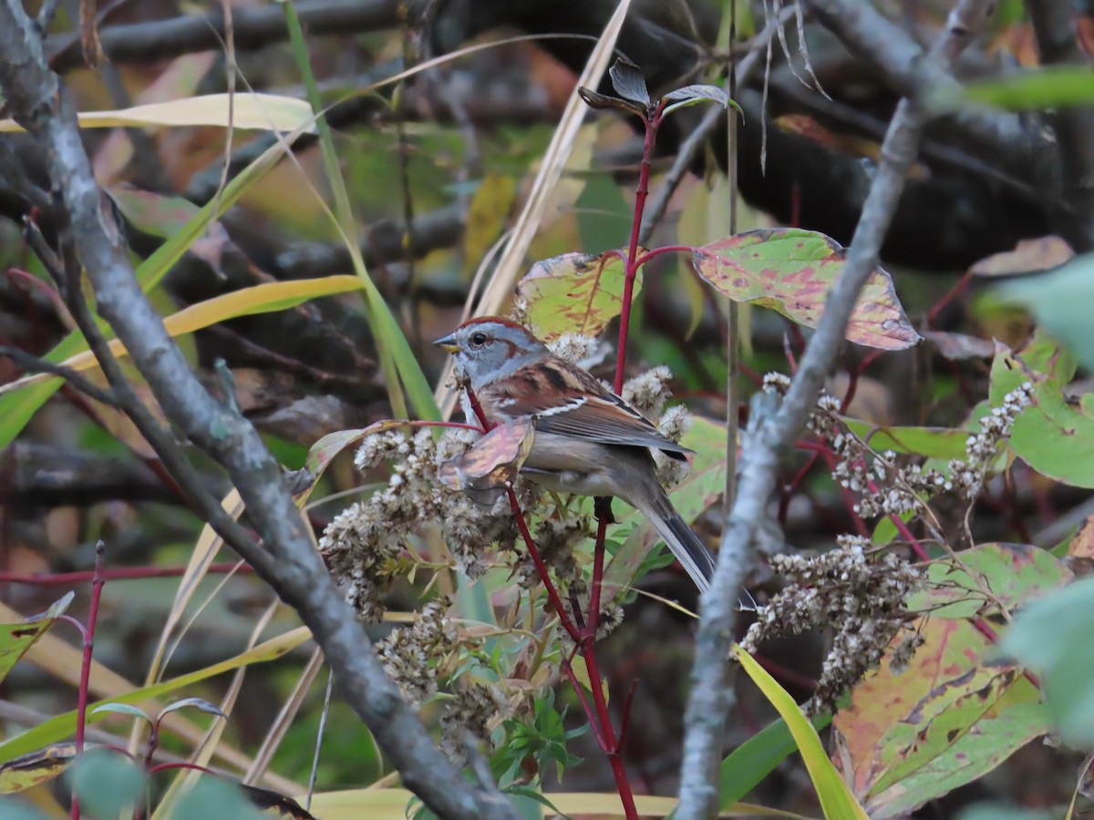 American Tree Sparrow - ML644096224