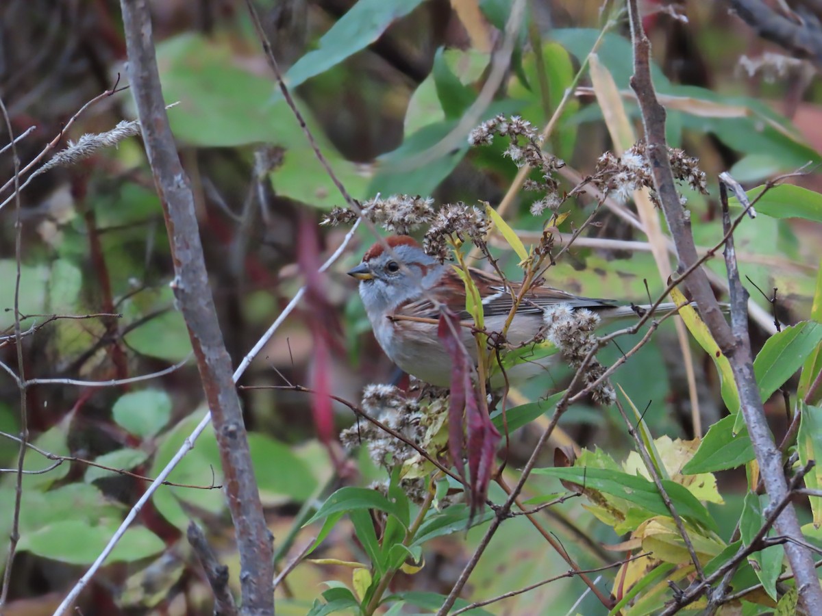 American Tree Sparrow - ML644096225