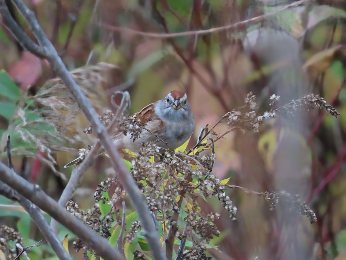 American Tree Sparrow - ML644096226