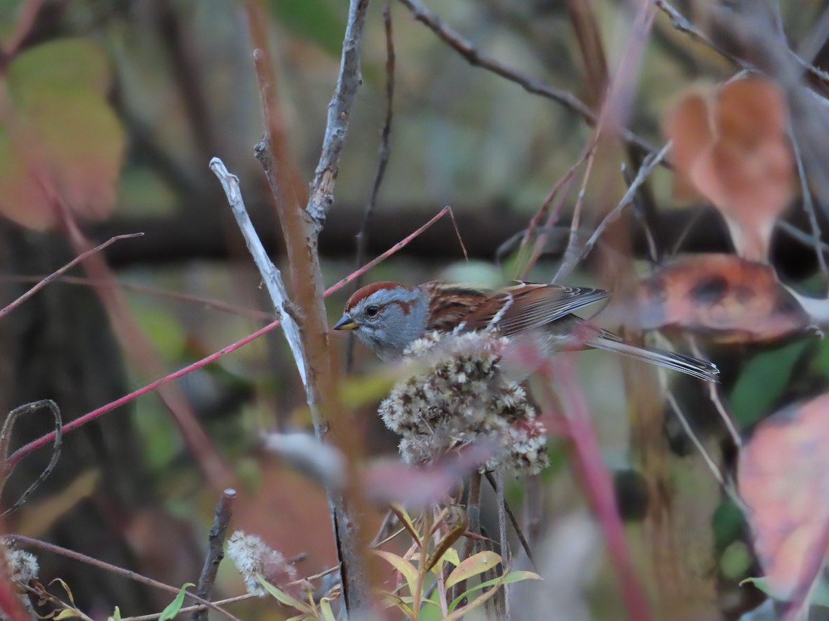 American Tree Sparrow - ML644096227