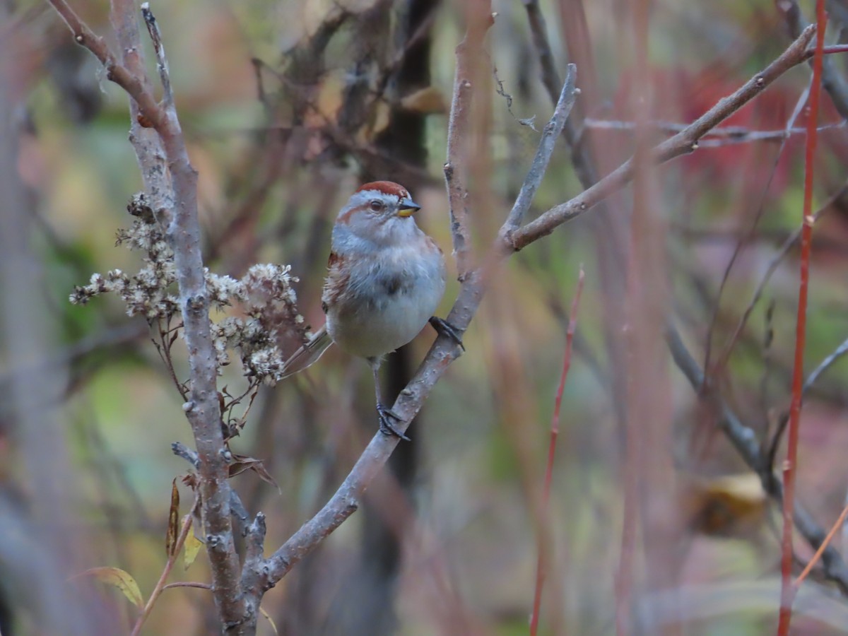 American Tree Sparrow - ML644096228