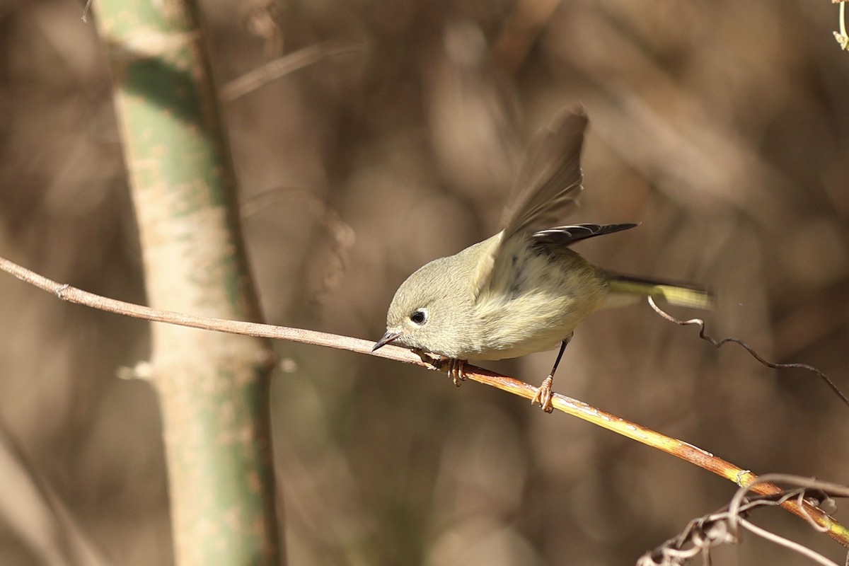 Ruby-crowned Kinglet - ML644096231