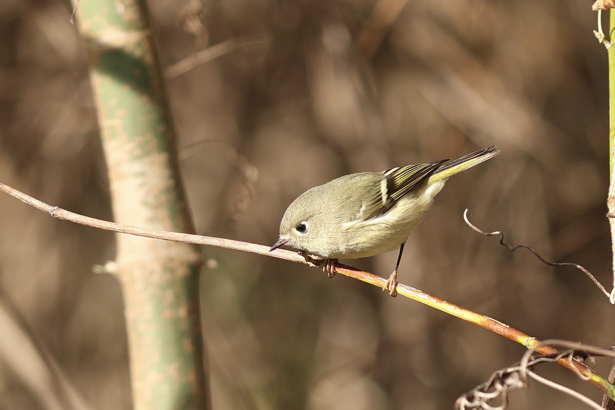 Ruby-crowned Kinglet - ML644096232