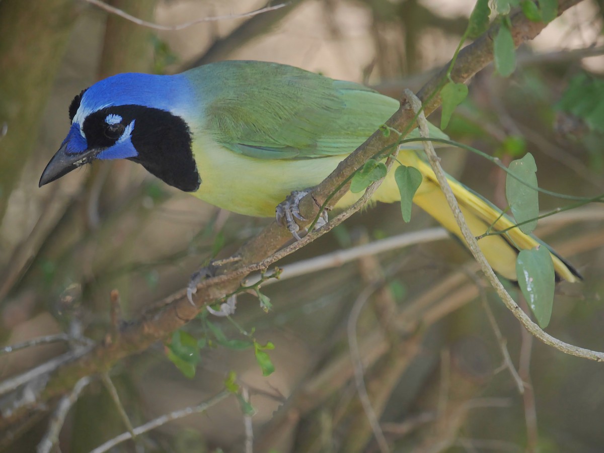 Green Jay - ML644096234