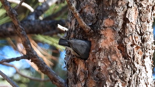 Pygmy Nuthatch - ML644096245