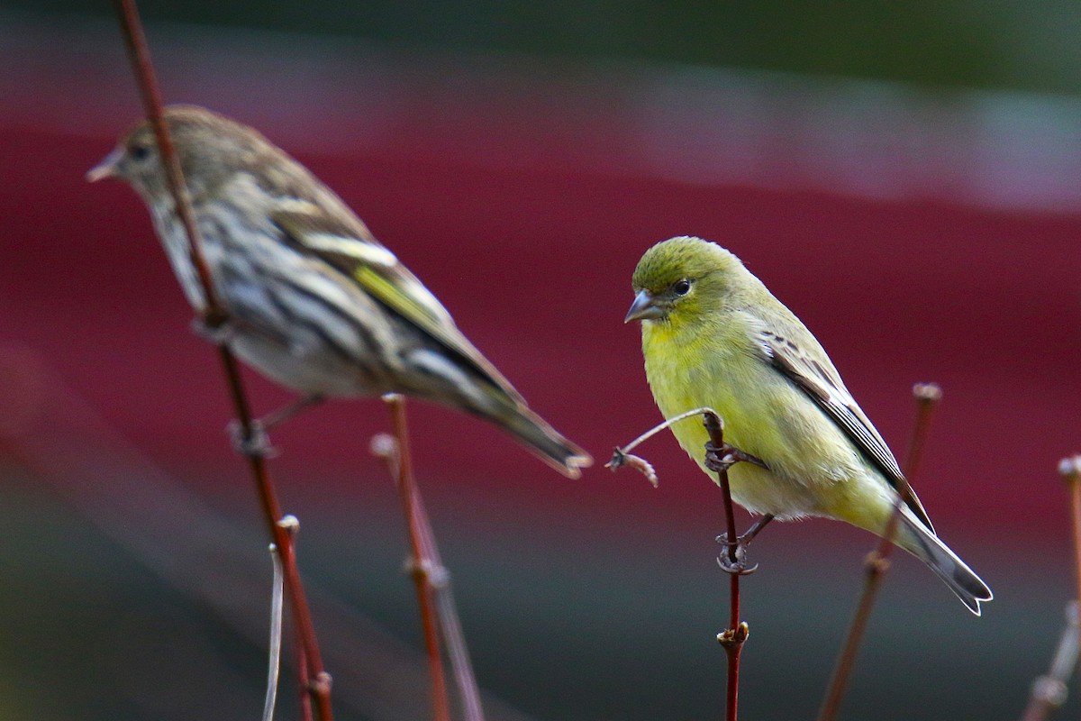 Lesser Goldfinch - ML644096251