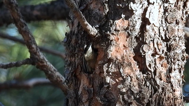 Pygmy Nuthatch - ML644096260