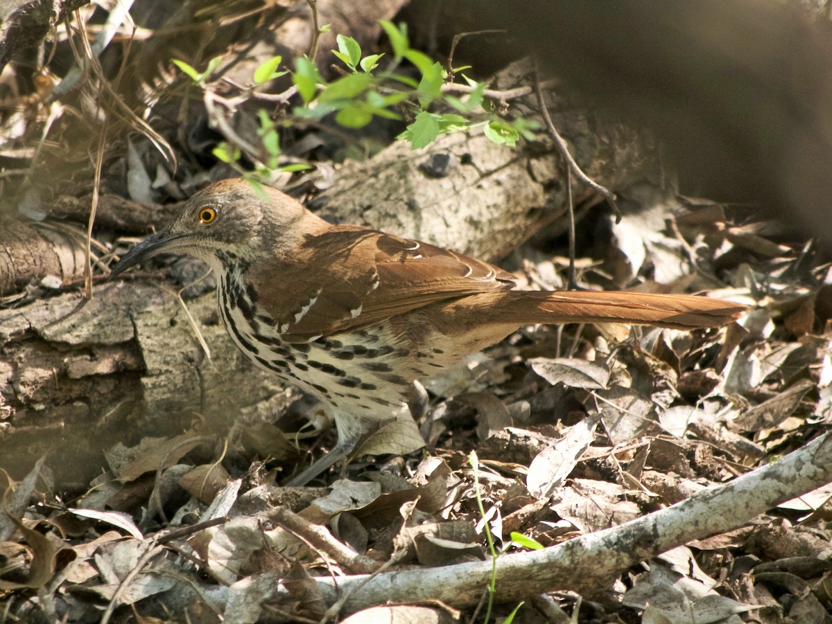 Long-billed Thrasher - ML644096261