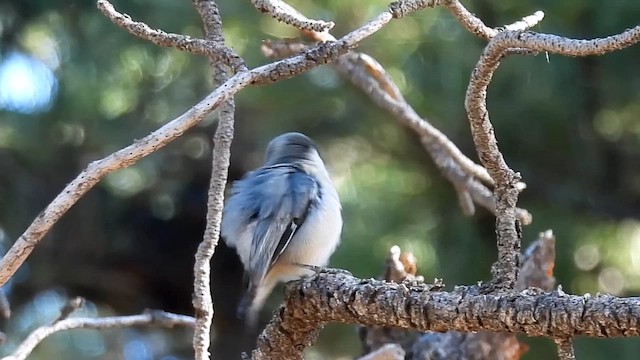 Pygmy Nuthatch - ML644096271