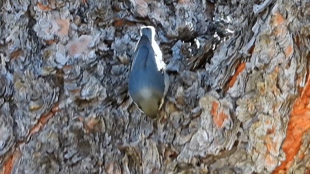 Pygmy Nuthatch - ML644096280