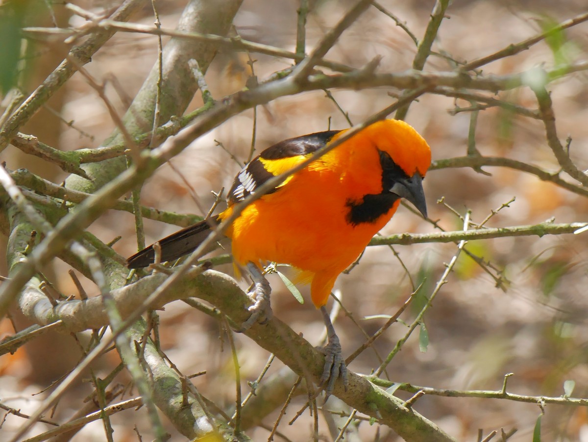 Altamira Oriole - ML644096283