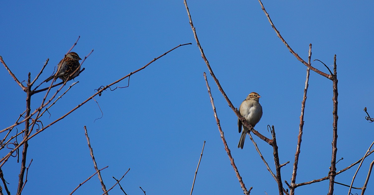 Chipping Sparrow - ML644096288