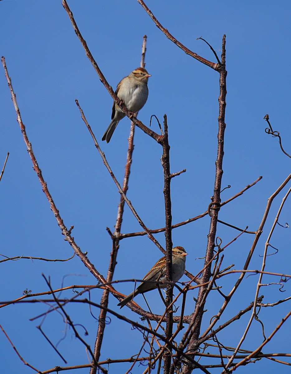 Chipping Sparrow - ML644096289
