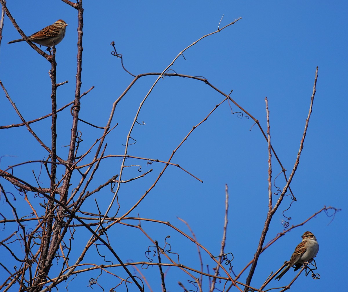 Chipping Sparrow - ML644096291