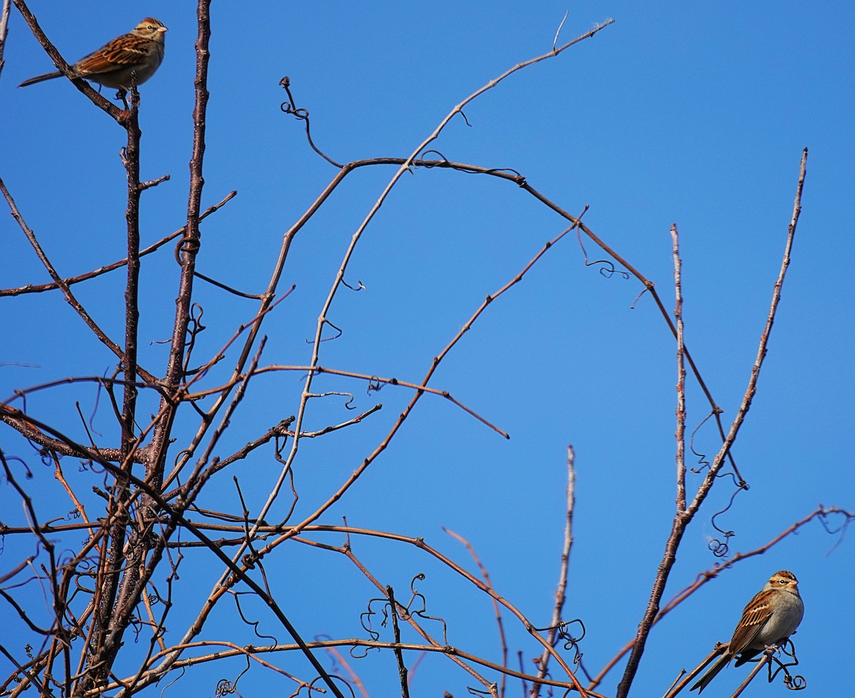 Chipping Sparrow - ML644096292