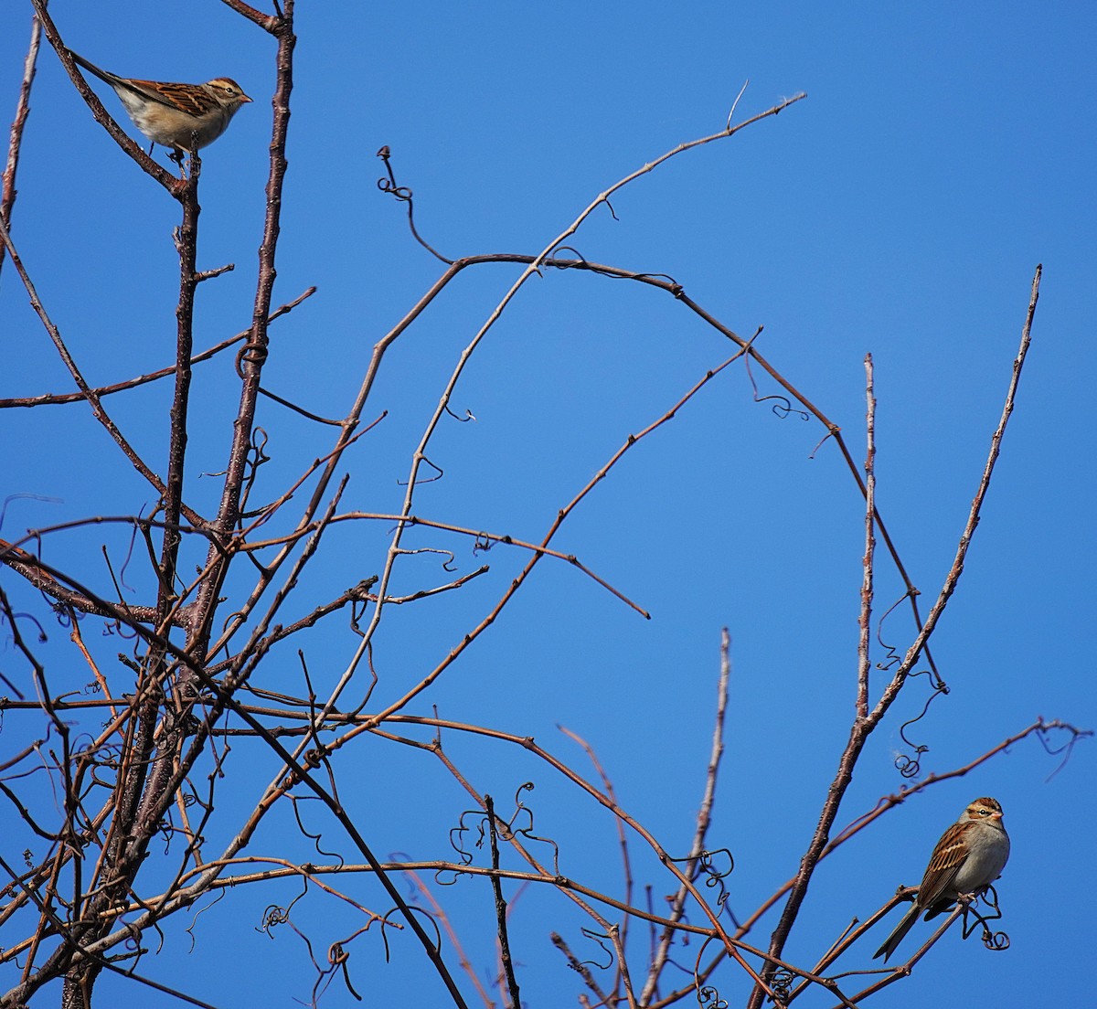 Chipping Sparrow - ML644096293
