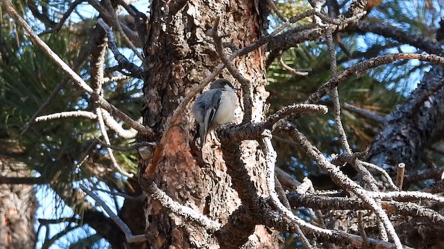 Pygmy Nuthatch - ML644096294
