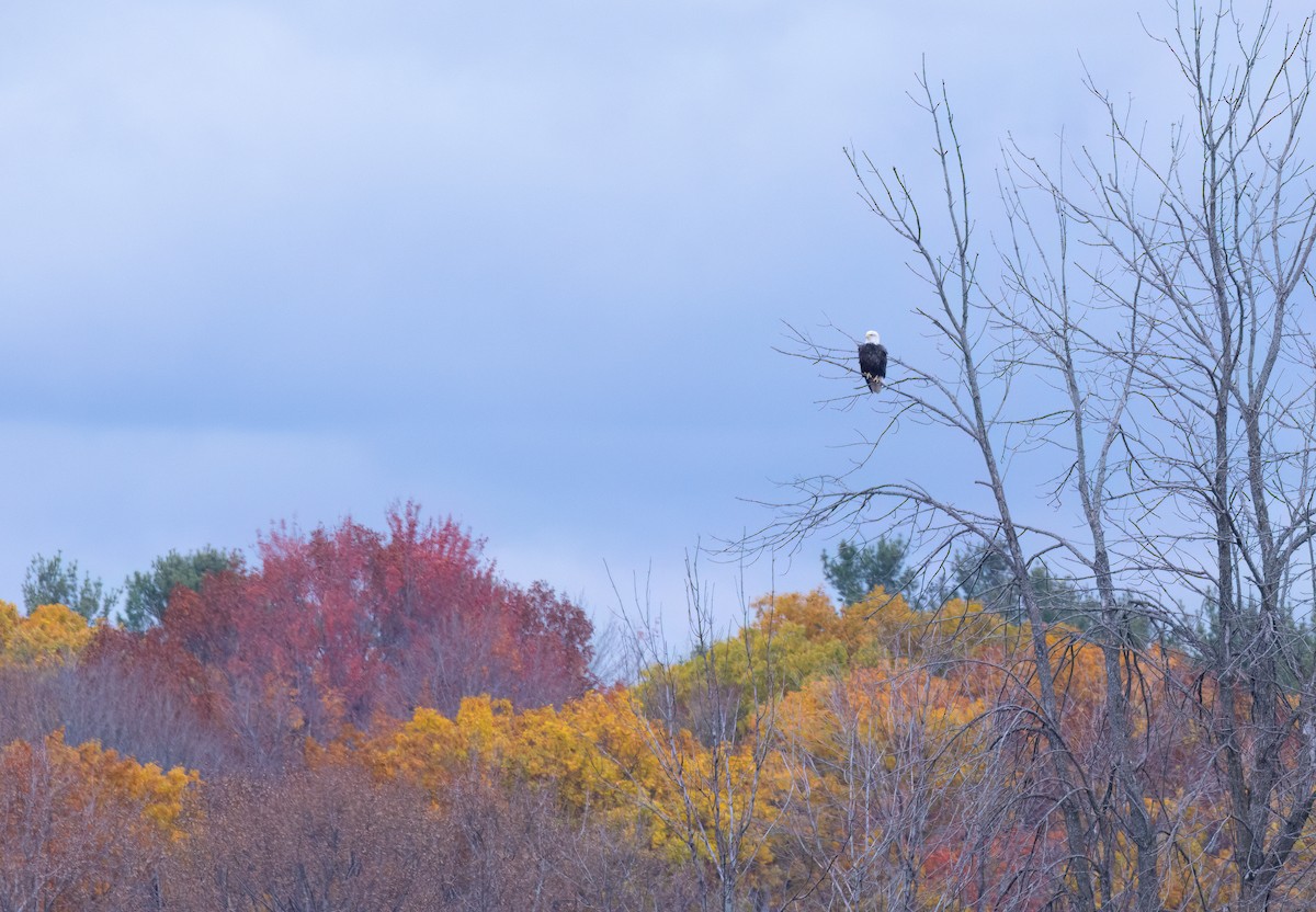 Bald Eagle - ML644096295