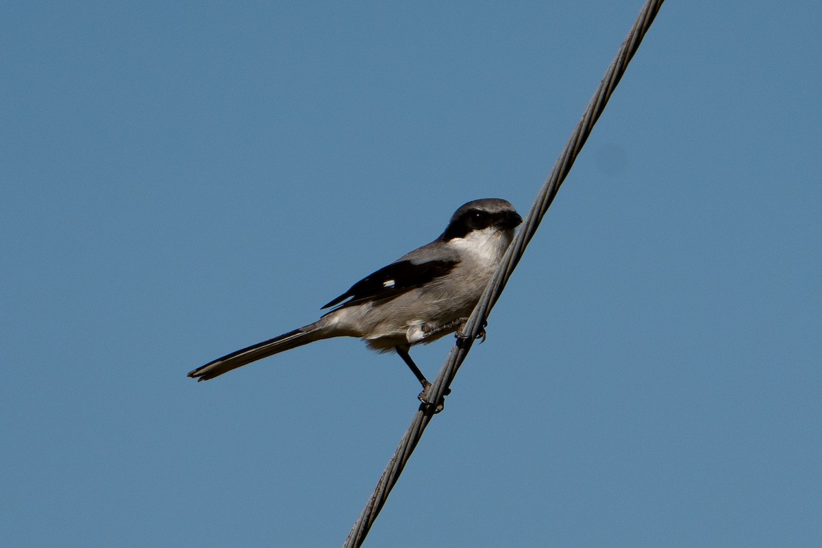 Loggerhead Shrike - ML644096296