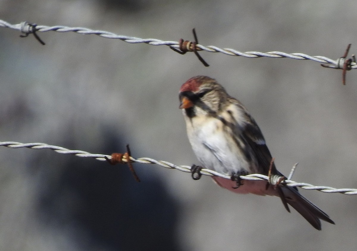 Redpoll - ML644096297