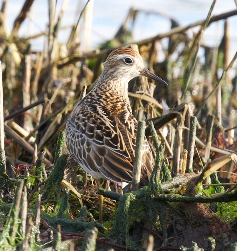 Sharp-tailed Sandpiper - ML644096298