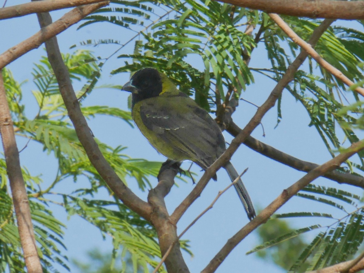 Crimson-collared Grosbeak - ML644096299