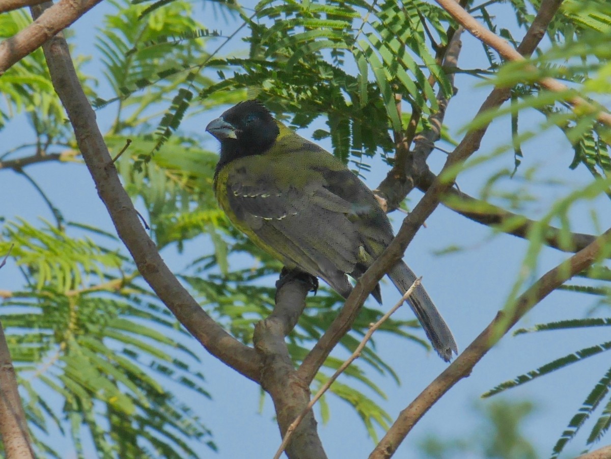 Crimson-collared Grosbeak - ML644096300