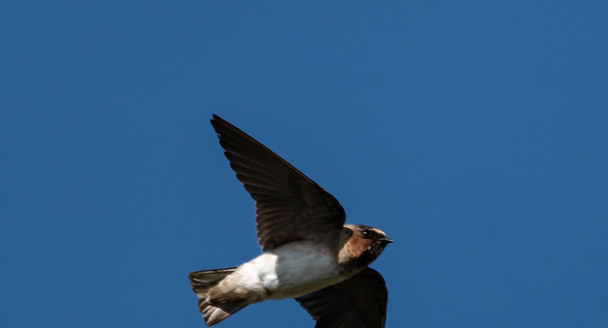 Cliff Swallow - ML644096303