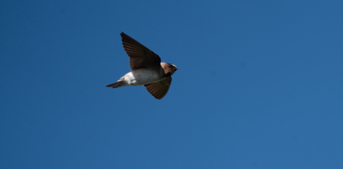 Cliff Swallow - ML644096304