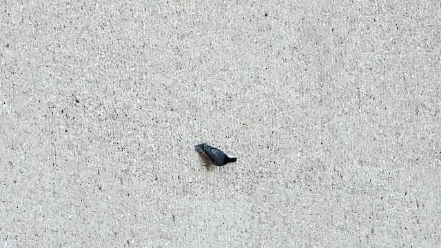White-breasted Nuthatch (Interior West) - ML644096305