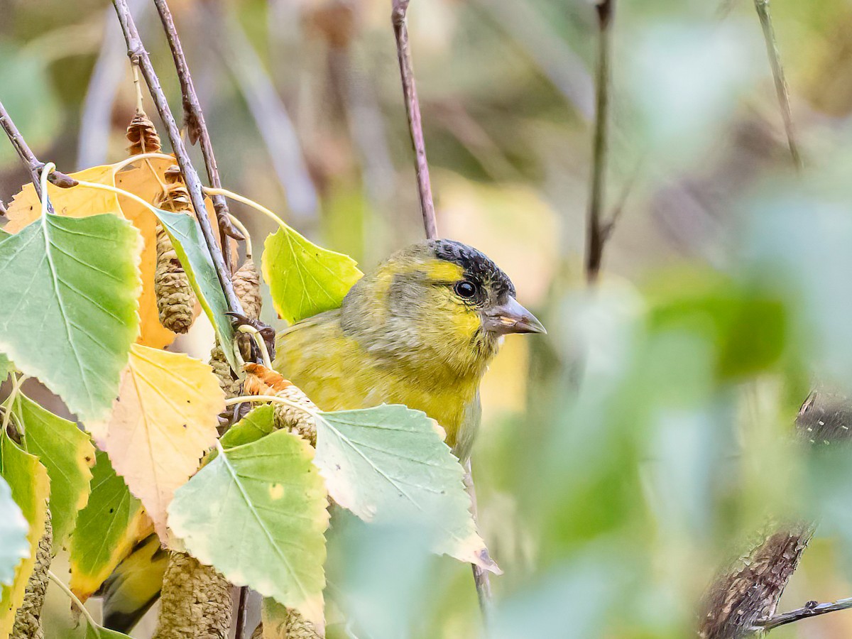Eurasian Siskin - ML644096306