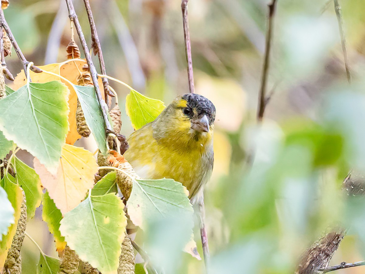 Eurasian Siskin - ML644096307