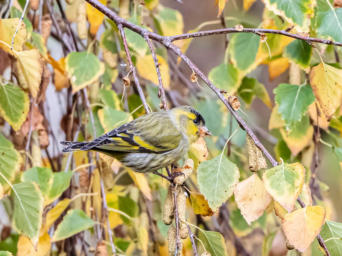 Eurasian Siskin - ML644096308