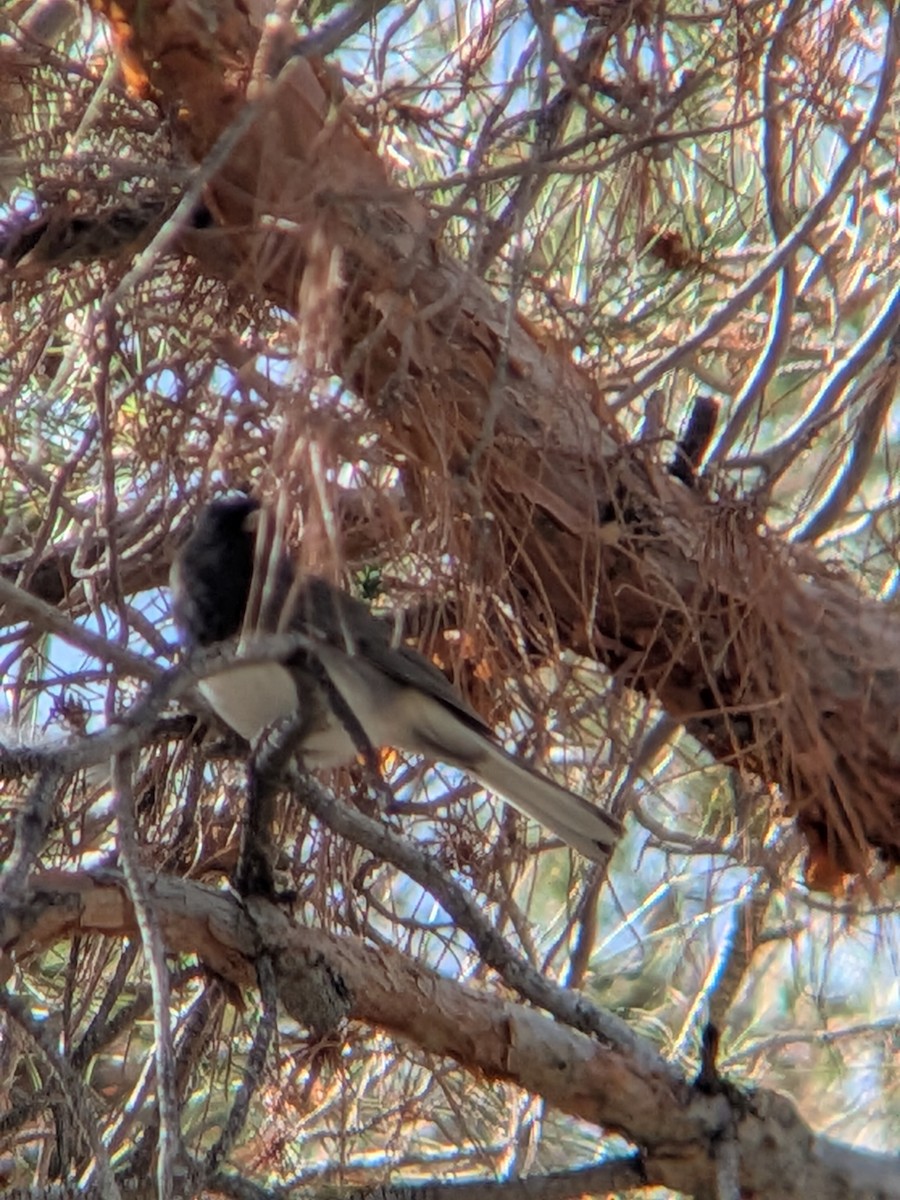 Dark-eyed Junco - ML644096309