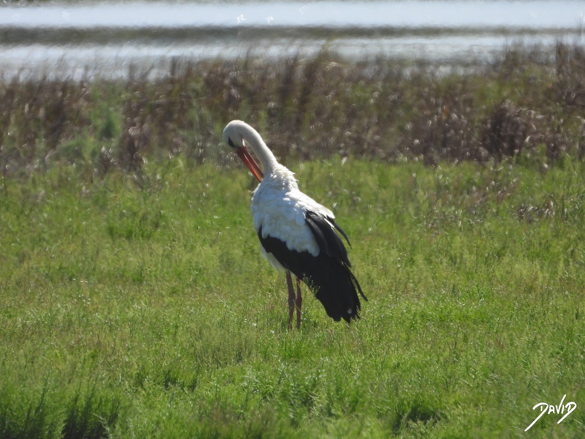 White Stork - ML644096310