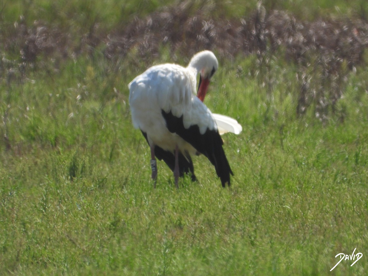 White Stork - ML644096311