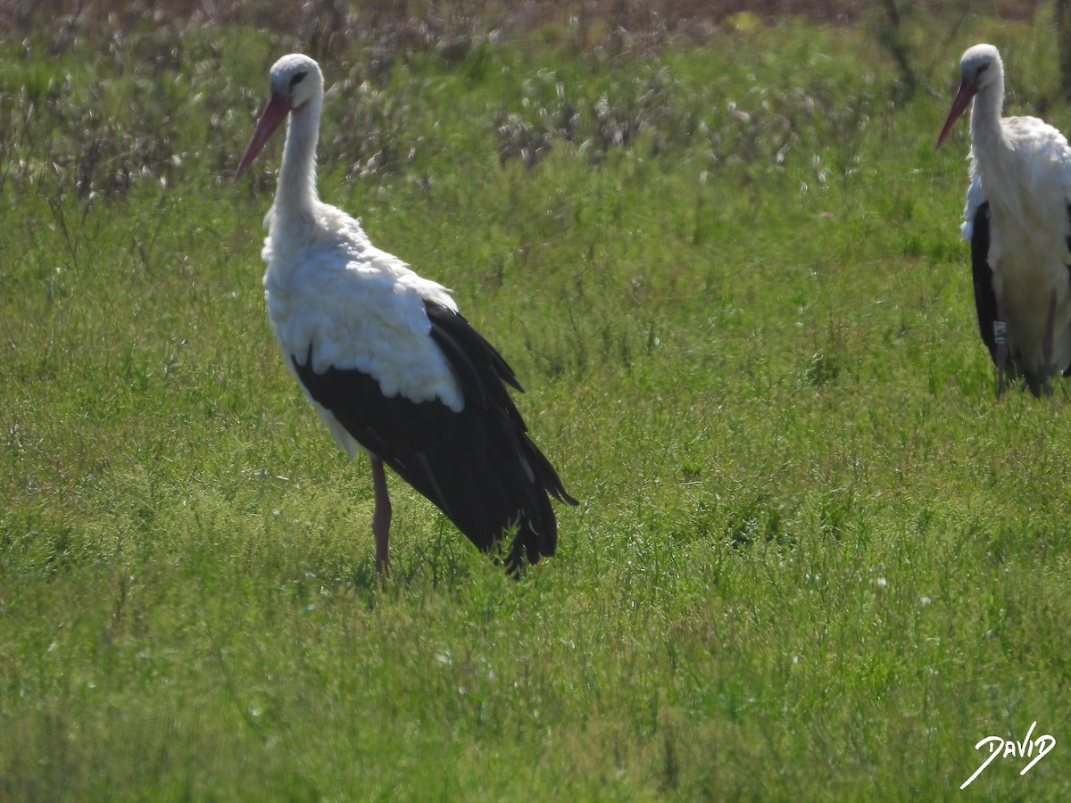 White Stork - ML644096312