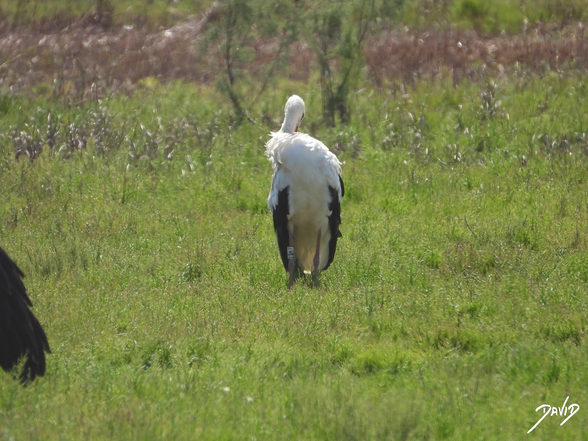 White Stork - ML644096313