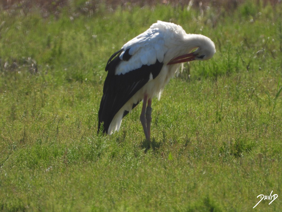 White Stork - ML644096314