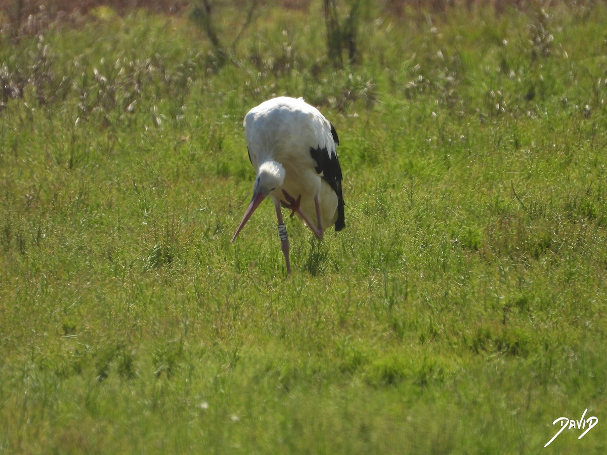 White Stork - ML644096315