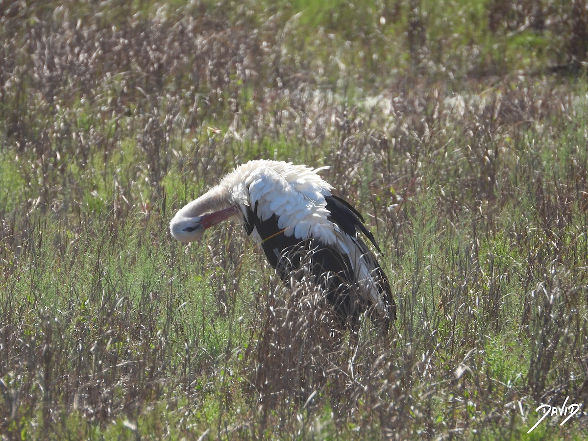 White Stork - ML644096316