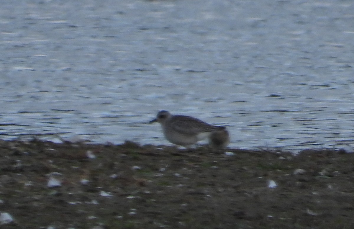 Black-bellied Plover - ML644096317